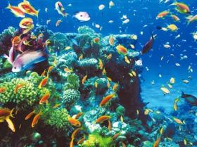 2 weeks: North-Strait of Tiran-Dahab-MS Million Hope-Brother Islands-Daedalus-Elphinstone